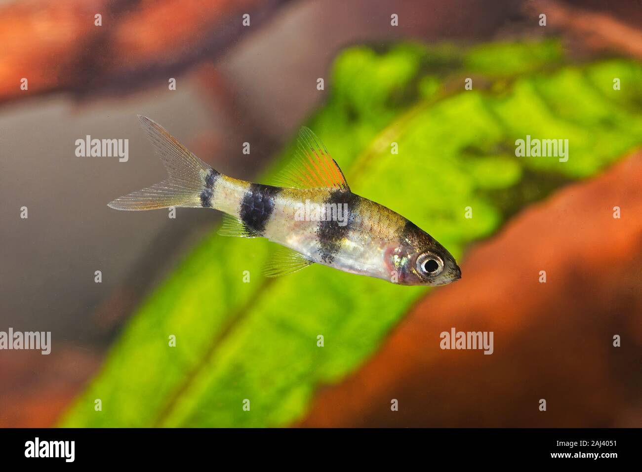 Young cyprinid fish Enteromius rohani in a freshwater aquarium Stock Photo