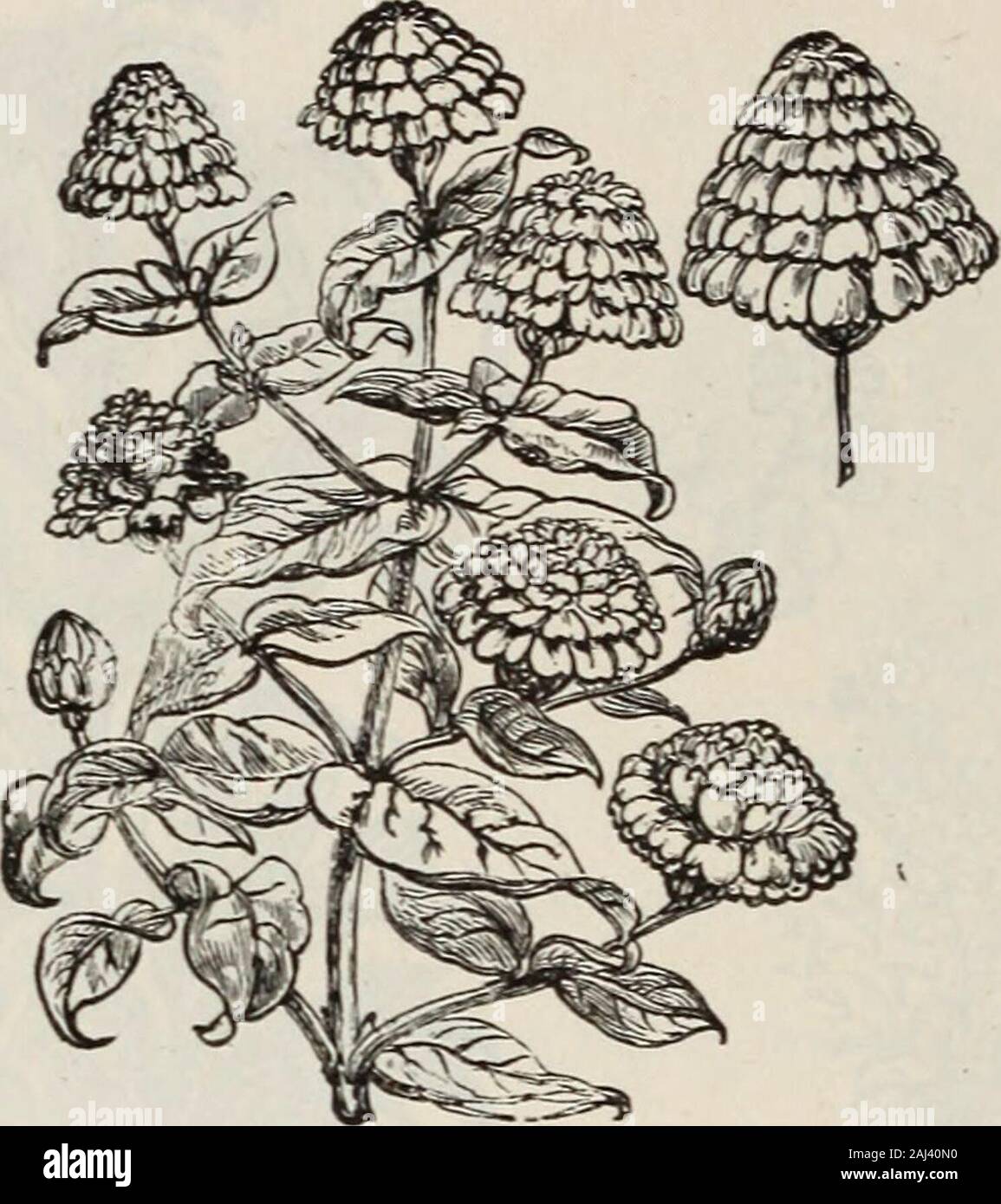 D M Ferry & Co's seed annual 1875 . DOUBLE WHITE ZINNIA.WAHLENBERGIA. A very interesting family of hardy, perennial plants, with campanula-likeflowers of white and blue, which are exceedingly beautiful. Sow under glass,or in the house, early in April, and transplant to open ground in May.Wahlenbergria grrandiflora alba, pure white; 4 feet. coerulea plena, deep blue ; 4 feet. WHITLAVIA. An elegant, California annual, growing about one loot high, and producinga succession of bell-shaped flowers from June till October. Give it a light,sandy soil.WhitlaTia ^randlflora, blossoms abundantly ; flower Stock Photo