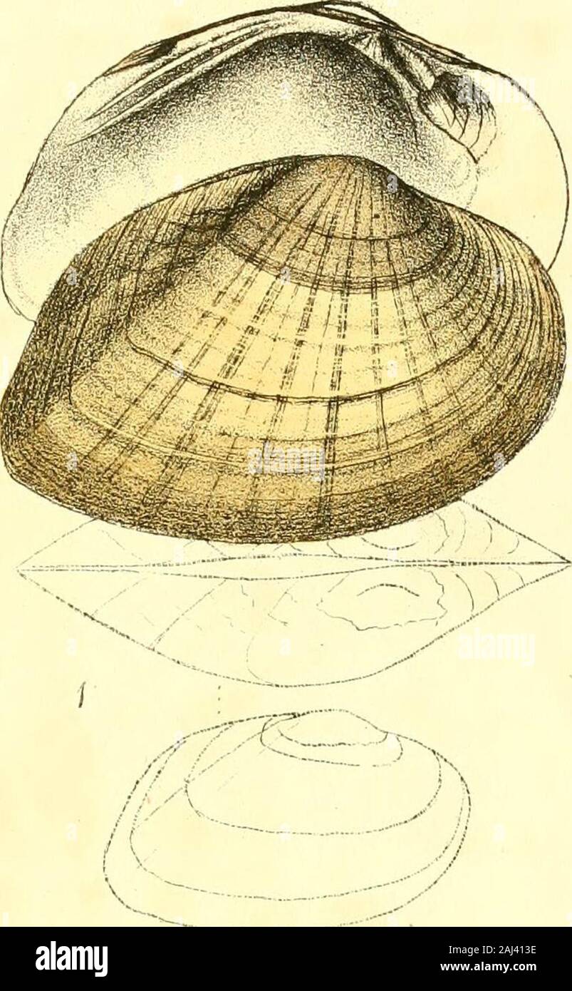 Monography of the family Unionidæ : or, Naiades of Lamarck (fresh water bivalve shells) of North America ... . eat numbers. 28 It certainly approaches U. niger, Raf.; the young ofthe latter resembling it so much, as to lead to theinference that they may be varieties of one species,occasioned by difference of locality. Specimens fromAugusta resemble the niger more than those from theCongaree river; and in Flint river, Georgia, is a va-riety of the latter, differing only from the congarceusin being rather larger and more ponderous. UNIO MASONI. Plate XII.—Fig. 2. DESCRIPTION. Shell suboval, thin Stock Photo