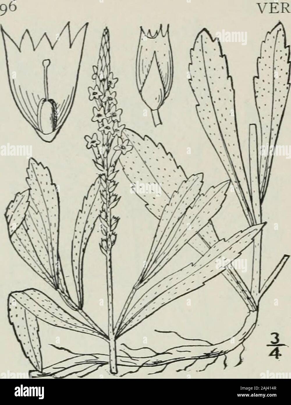 An illustrated flora of the northern United States, Canada and the British possessions : from Newfoundland to the parallel of the southern boundary of Virginia and from the Atlantic Ocean westward to the 102nd meridian . VERBENACEAE. Vol. III. 4. Verbena angustifolia ]Iichx. Narrow-leaved Vervain. Fig, 3555. V. angustifolia Michx. Fl. Bor. Am. 2: 14. 1803. Perennial, roughish-puberulent or pubescent;stem slender, simple or branched, 4-sided above,i°-2° high. Leaves linear, spatulate or lanceo-late, obtuse or subacute at the apex, cuneate atthe base and tapering into short petioles, serrateor Stock Photo