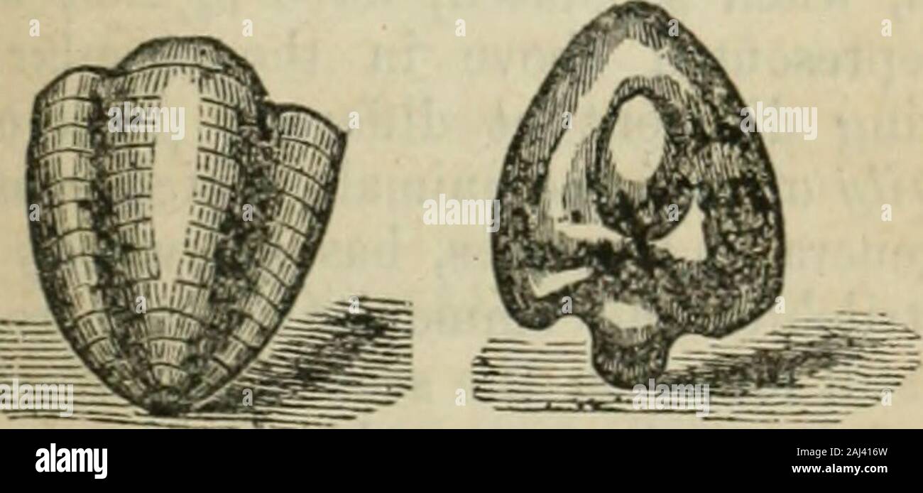 Haa Shells Trilobite diagram hi-res stock photography and images - Alamy