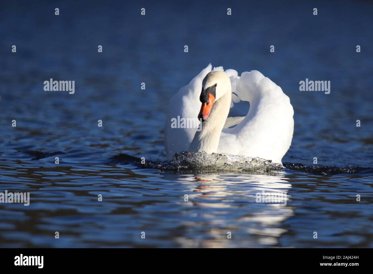 A male mute swan in threat posture at it chases and drives away younger
