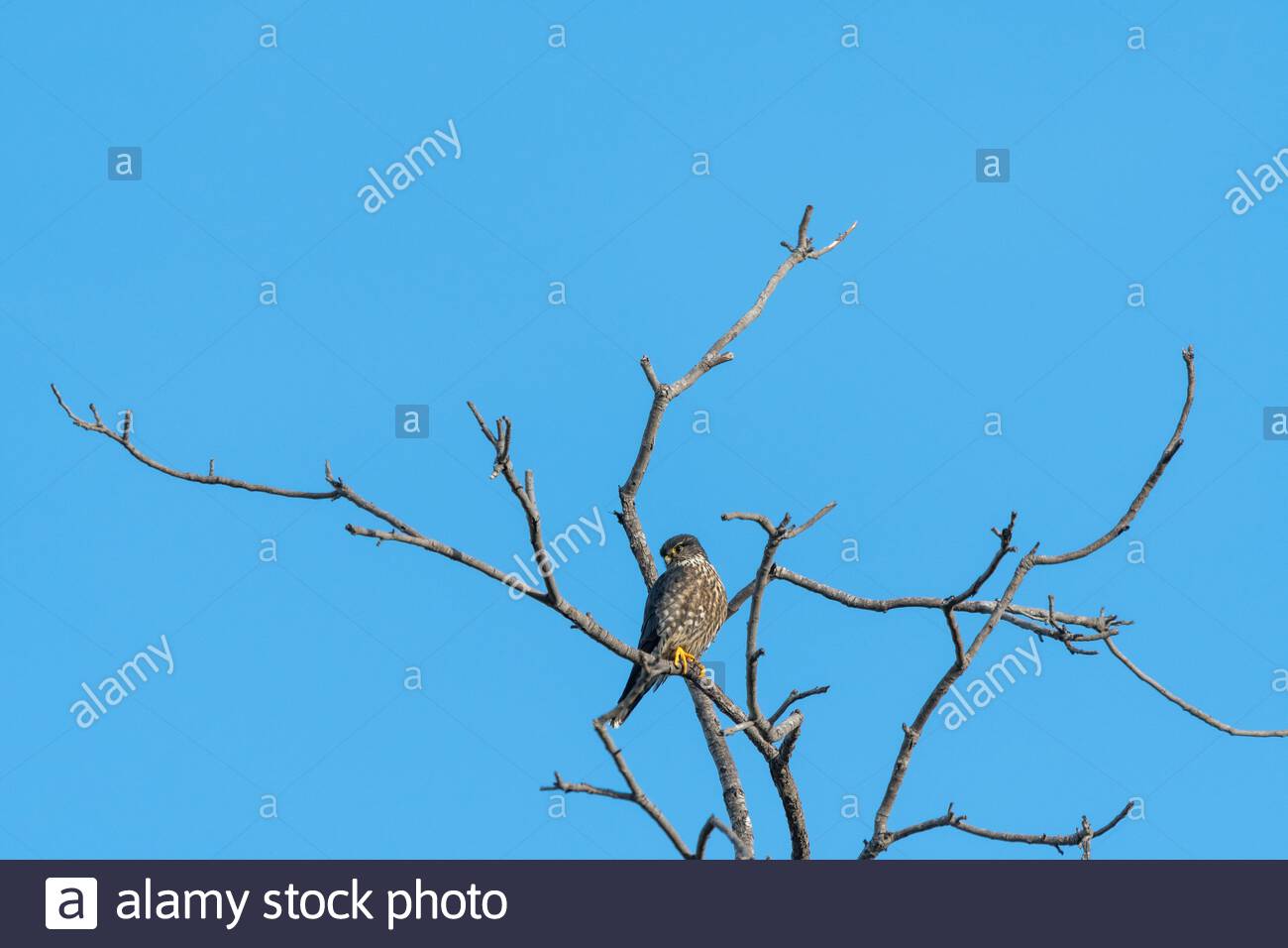 Merlin Bird Of Prey Raptor Stock Photos & Merlin Bird Of Prey Raptor ...
