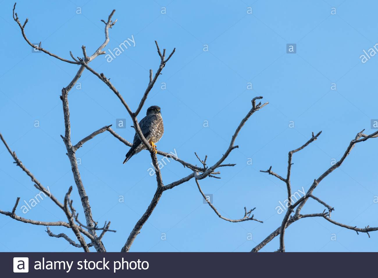 Merlin Bird Of Prey Raptor Stock Photos & Merlin Bird Of Prey Raptor ...