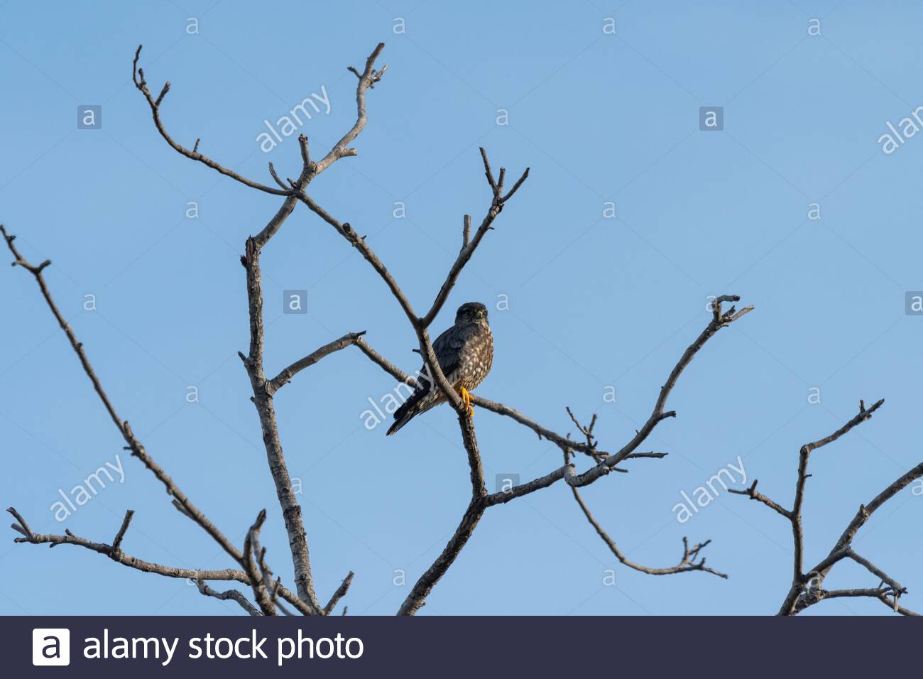 Merlin Bird Of Prey Raptor Stock Photos & Merlin Bird Of Prey Raptor ...
