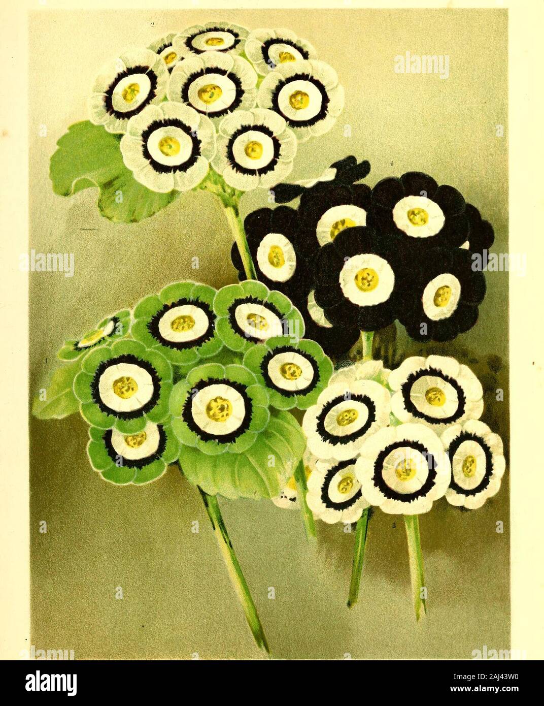 Flower grower's guide . PANSIES AND VIOLAS. Fancy Pansies.—I. Tamworth Yellow. 2. Robert White. 3. Ralph Wardlaw. Violas.—4. Archie Grant. 5 (central flower). Laverock. 6. Marchioness of Tweeddale. 7. Ardwell Gem.. ATTRICTJLAS. i. Achilles (Simonite). 2. Bulls Eye (Horner). 3. Miranda (Homer). 4. Midnight (Horner)Green-edged. Grey-edged. While-edged. Self. Stock Photo