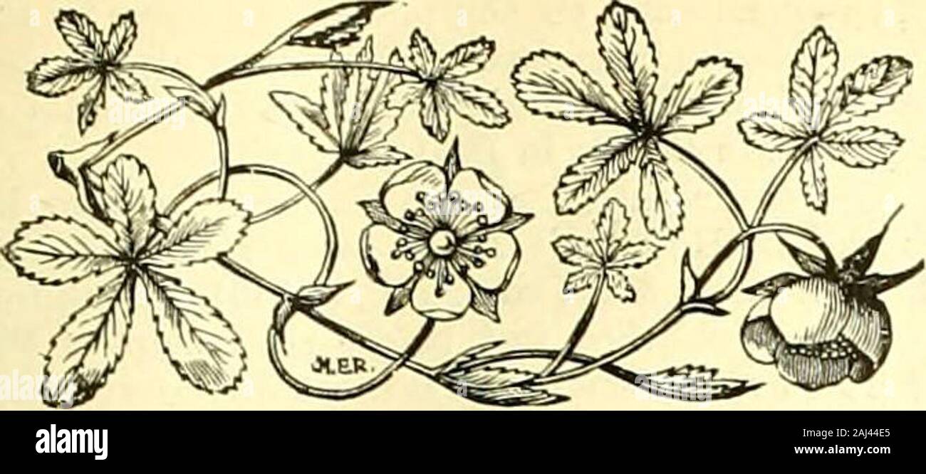 The Gardeners' chronicle : a weekly illustrated journal of horticulture and allied subjects . 55OH o w O A &lt; ?JZ So mPimmW A O H uw,-1i-iou wXH PiW o &lt;4 D O January 17, 1903.] THE GARDENERS CHRONICLE.. THE No. 838.—SATURDAY, JANUARY 17, 1903. CONTENTS. Benevolent Institu-tion. GardenersRoyal 40,41 Books, notices of— All about Sweet Peas 41 Botanical Magazine 41The Sylva of North America 40 Miscellaneous 41, 42, 43 Publications received 43 Botany, economic Botany, applied Bowood Chestnuts, English ... Conifers, Chinese—Pinus Koraiensis ... JJeh^rain, M Disagrandiflora Engler, Professor Fl Stock Photo