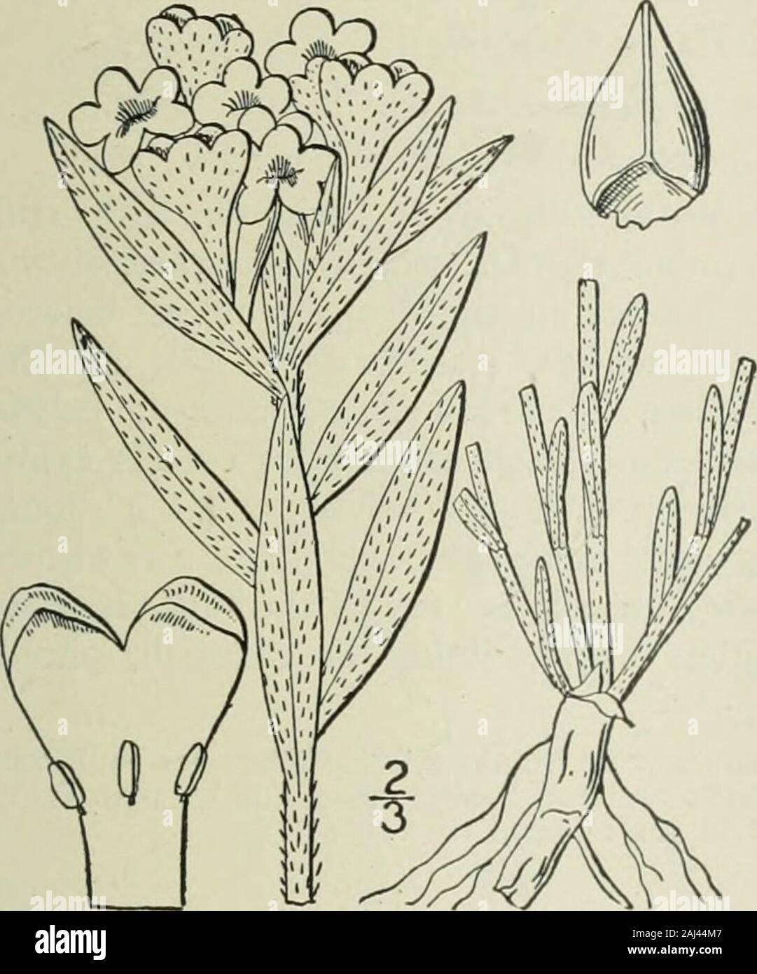 An illustrated flora of the northern United States, Canada and the British possessions : from Newfoundland to the parallel of the southern boundary of Virginia and from the Atlantic Ocean westward to the 102nd meridian . earifolium Goldie. Narrow-leaved Puccoon. Fig. 3541- L. angustifolium Michx. Fl. Bor. Am. i: 130. 1803. Not Forsk.L. linearifolium Goldie, Edinb. Phil. Journ. 1822 : Z22. Perennial by a deep root, strigose-pubescent andscabrous; stem branched, 6-2° high, the brancheserect or ascending. Leaves linear, sessile, acuteor acutish, ¥-2 long, ih.-2l wide; flowers oftwo kinds, in term Stock Photo