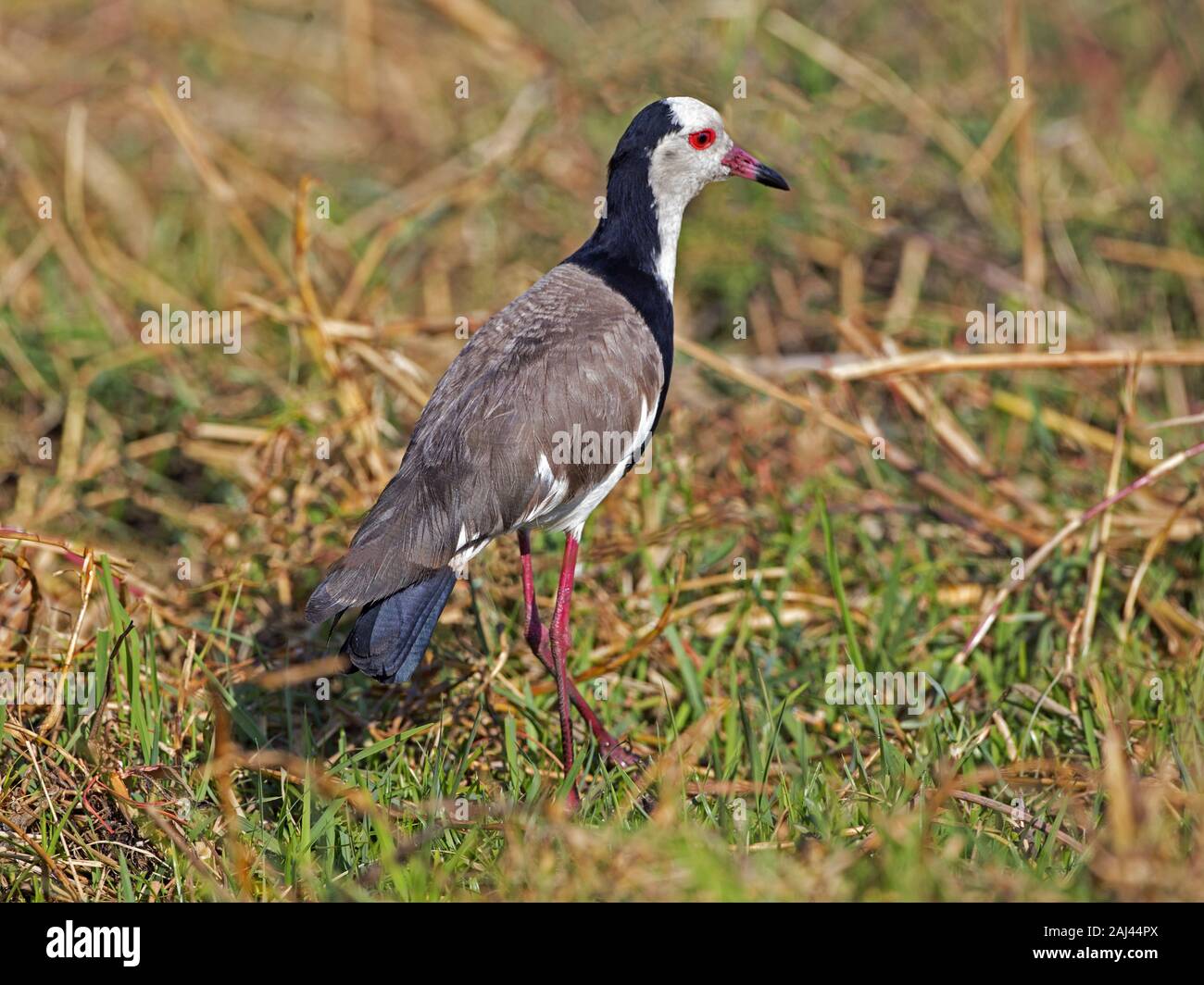 Long-toed lapwing, long-toed plover standing Stock Photo