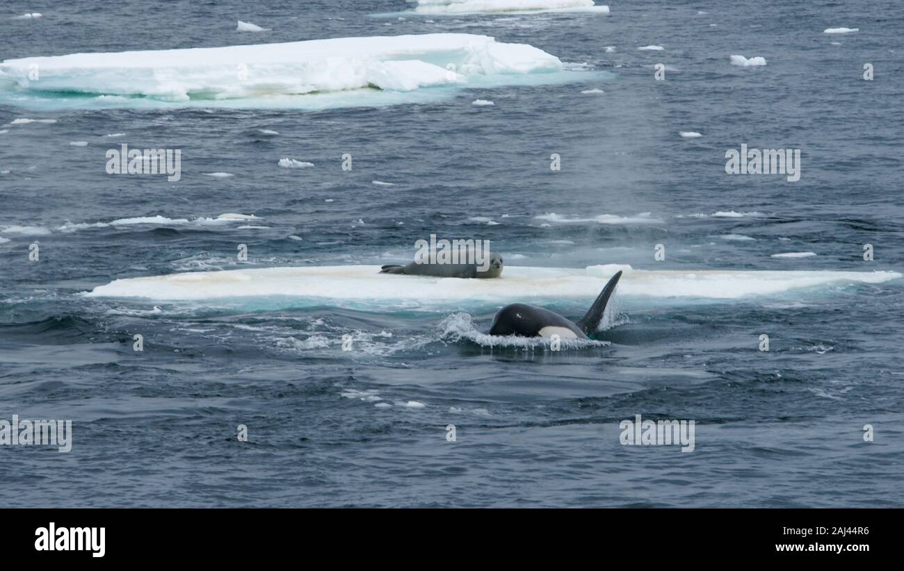 Antarctica. A pod of Orcas (killer whale) (Orcinus orca) teaching the