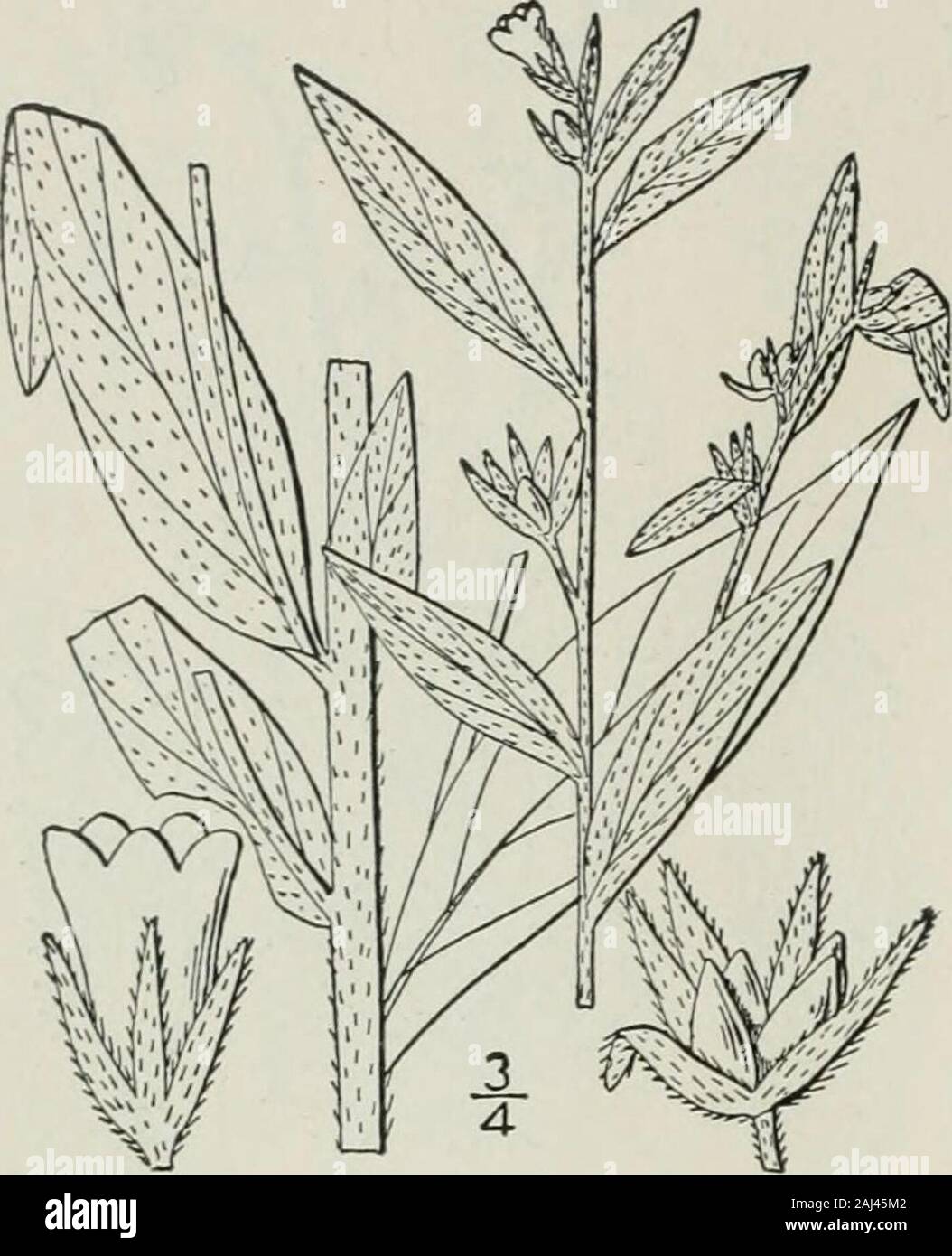 An illustrated flora of the northern United States, Canada and the British possessions : from Newfoundland to the parallel of the southern boundary of Virginia and from the Atlantic Ocean westward to the 102nd meridian . 88 BORAGINACEAE. Vol. III.. 2. Lithospermum officinale L. Gromwell.Fig- 3536. Lithospermum officinale L. Sp. PI. 132. 1753. Perennial, finely puberulent; stem usually muchbranched, 2°-4° high, leafy. Leaves lanceolate oroblong-lanceolate, acute at the apex, narrowed atthe base, few-veined, sessile, 12-4 long, 3-i2wide, the upper surface rough, the lower pubes-cent; flowers yel Stock Photo