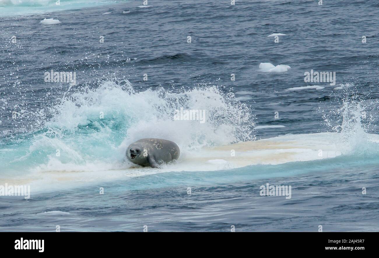 Seal orca wave hires stock photography and images Alamy