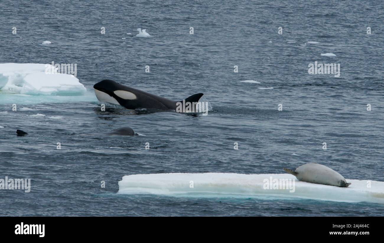 Orcas circling an ice flow with a seal on top. killer whale; Orcinus