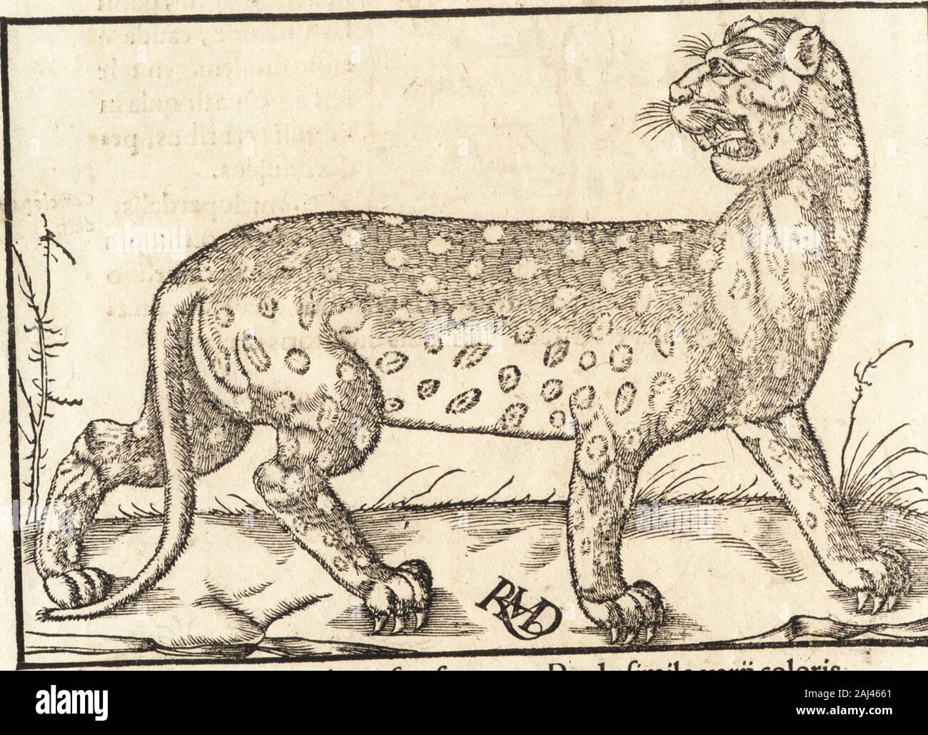 Prodigiorvm ac ostentorvm chronicon : quae praeter naturae ordinem, motum, et operationem, et in svperioribus & his inferioribus mundi regionibus, ab exordio mundi usque ad haec nostra tempora, acciderunt ... . p Auyon infolitudinibus IndiCjmonftrofum anirnal,magnitu Viuyon*dine fereelephantU cuiusafpeclutamennonabhorret,cumreliquaanimalia feratnequaquam: delecftaturpotifsimu pomis,acalrjsarborumfrugibus:Salacifsimuanimal eft,ac afpedisetia mulieribua 2o Deprodigiis mulieribusfadleadlibidincm incitatur,magnacorporis hirfutimokin2reditur:planehorredocapitc)brcuioribusaunbus&gt;cau* da fere uulp Stock Photo