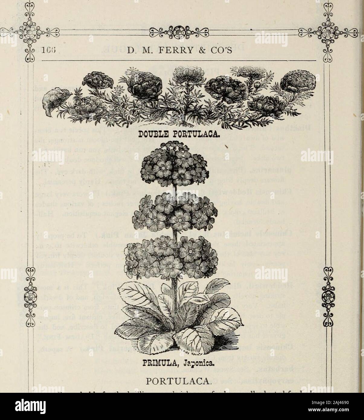 D M Ferry & Co’s seed annual 1875 . ire, impos-sible to reproduce 