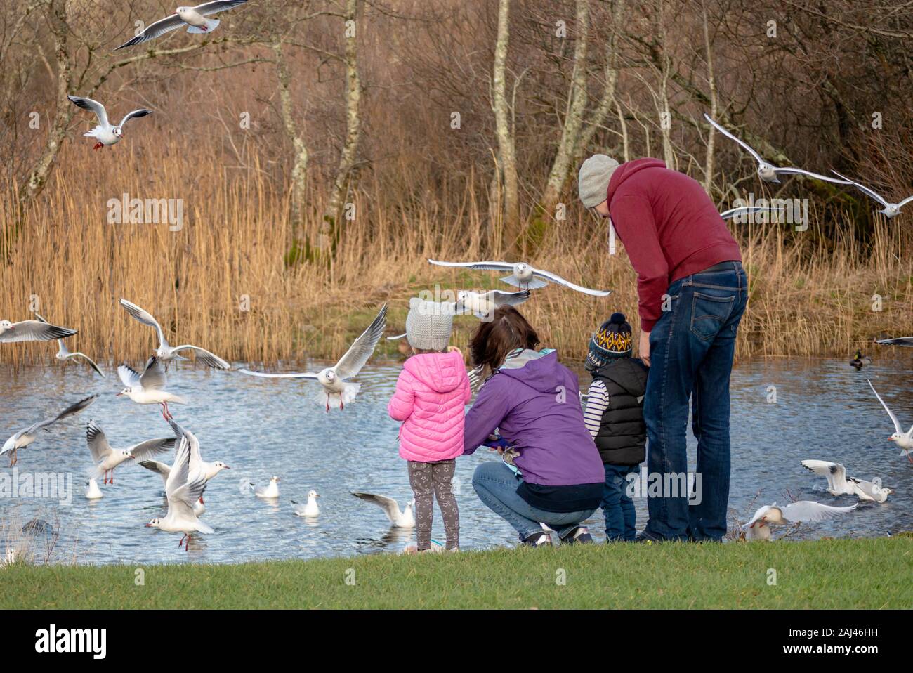 Young family with children having fun feeding seagulls birds by Lough