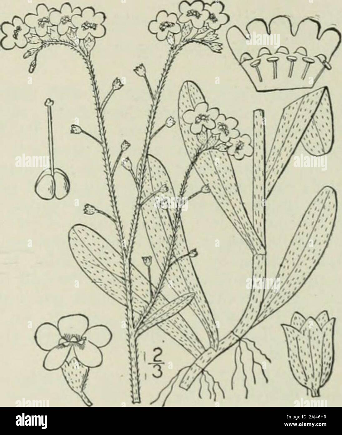 An illustrated flora of the northern United States, Canada and the British possessions : from Newfoundland to the parallel of the southern boundary of Virginia and from the Atlantic Ocean westward to the 102nd meridian . 6. M.virginica. I. Myosotis scorpioides L. Forg-et-me-not.Mouse-ear Scorpion-grass. Fig. 3529. Myosotis scorpioides a.r. pahistris L. Sp. PI. 131. 1753.Myosotis pahistris Lam. Fl. Fr. 2: 283. 1778. Appressed-pubescent, perennial, with slender root-stocks or stolons; stems slender, decumbent or as-cending, rooting at the lower nodes, 6-i8 long.Leaves oblong, oblanceolate or ob Stock Photo