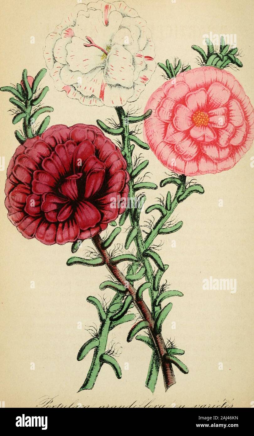 Journal d'horticulture pratique de la Belgique, ou Guide des amateurs et jardiniers . pacris grandiflora, pousse vigoureusement, fleurit abon-damment et donne des fleurs à tube couleur laque foncé, àbouche dun blanc pur. Epacris Tauntoniensis, dun rouge brillant. Epacris miniata, très-florifère; fleurs dun rouge clair ouvermillonné à bouts blancs. Epacris hyacinthiflora, superbe plante très-florifère et deculture facile; grandes fleurs cramoisi-rose vif. Epacris nivalis grandijlora, dun blanc pur; belle plante, Epacris formosa, cramoisi-clair; fleurit abondamment. Epacris Willmoreana, dun roug Stock Photo