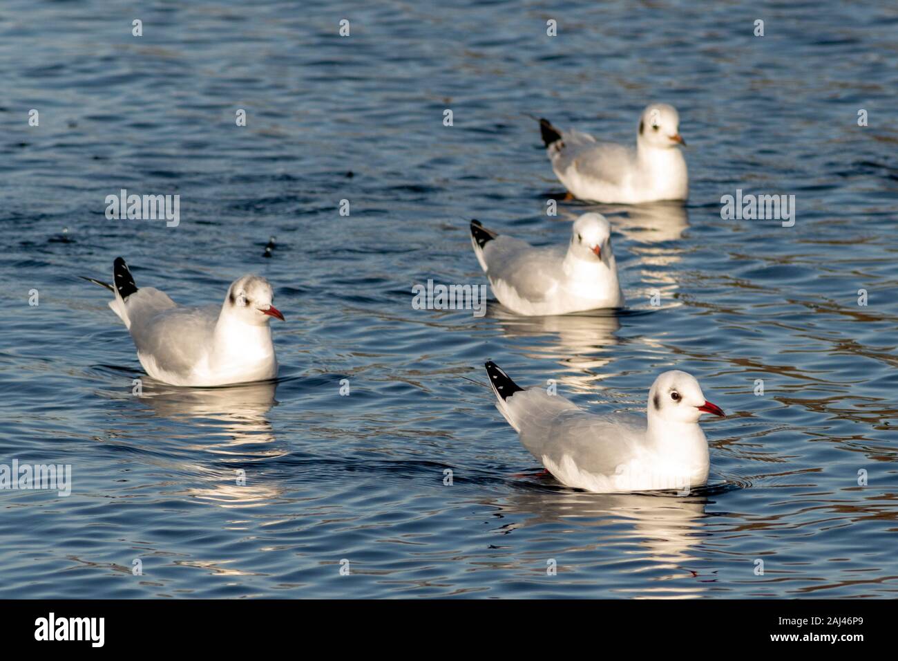 Nonbreeding black-headed seagulls or gulls Chroicocephalus ridibundus in winter plumage floating on lake in Killarney National Park, Ireland Stock Photo