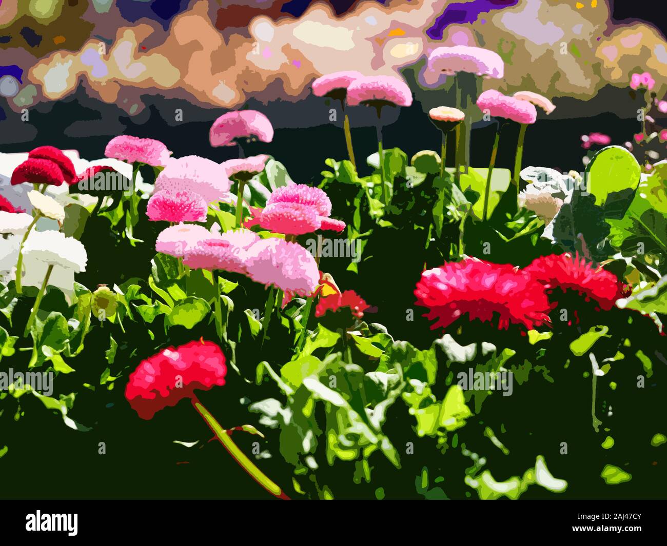 Flowers, Bellis Daisy cut out filter Stock Photo