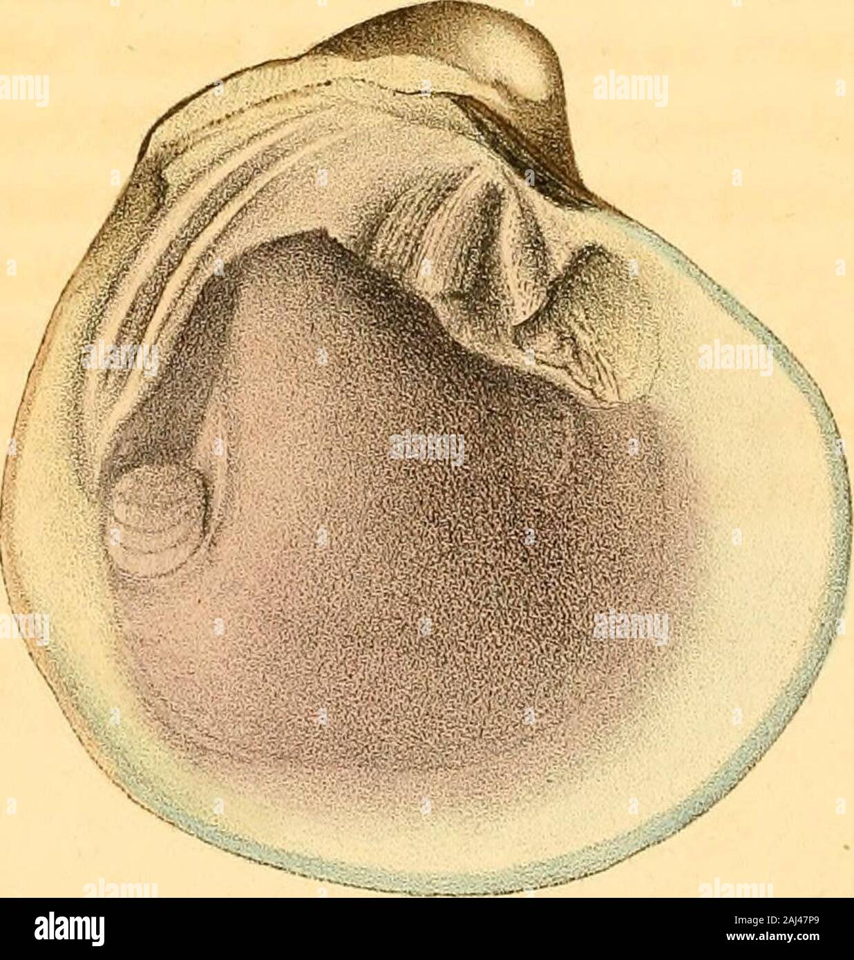 Monography of the family Unionidæ : or, Naiades of Lamarck (fresh water bivalve shells) of North America ... . Unto pffCusit^, Lam 19UNIO RETUSUS. Plate VIII.DESCRIPTION. Shell transversely ovate, ventricose, with concen-tric furrows; umbo very prominent, curved forwards;beaks retuse, medial; ligament long and prominent;umbonial slope rounded, undefined; anterior and basalmargins regularly rounded; posterior side with aslight furrow, and emarginate at the extremity; liga-ment slope arcuate, very oblique; within dark purple,margined with white. SYNONYMES. U. retusa, Lam. An. sans vert. vol. vi. Stock Photo