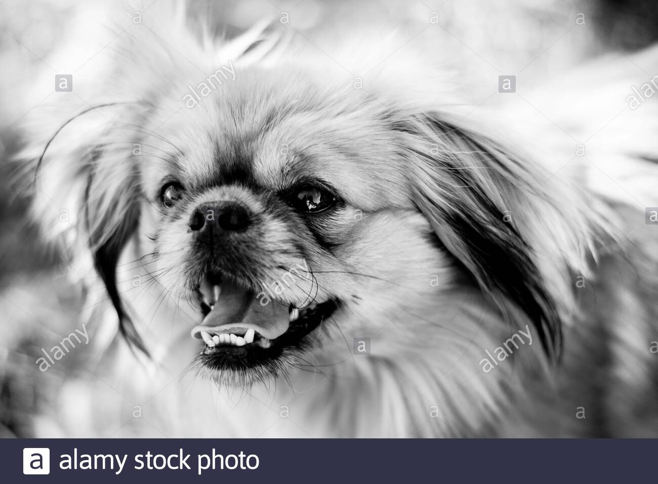 Pekingese Long Haired Stock Photos Pekingese Long Haired Stock