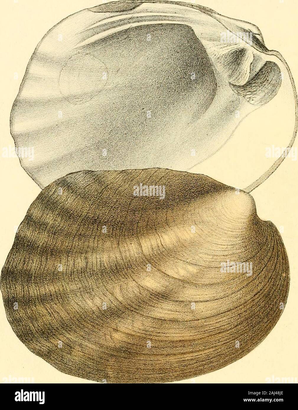 Monography of the family Unionidæ : or, Naiades of Lamarck (fresh water bivalve shells) of North America ... . ? rtoni,, 6on. SL.Vnio fmqosus, Con.rad. CONTENTS Plate I. Unio ovatus.„ II. ,, fasciatus. III. S clava.(decisus. jy 5 reflexus.  flexuosus. Y (phillipsii. I nietaneovus. Note.—Several species were noticed in the prospectus, which wehave omitted in this number, in order to figure others supposed to benew. JVo. 3. MONOGRAPHY FAMILY UNIONIDiE, OR NAIADES OF LAMARCK, (FRESH WATER BIVALVE SHELLS,) NORTH AMERICA, ILLUSTRATED BY FIGURES DRAWN ON STONE FROM NATURE. BY T. A. CONRAD, CURATOR Stock Photo