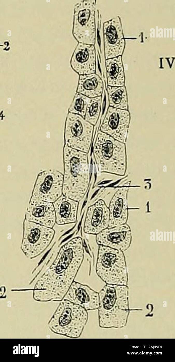 Hermaphroditismus hires stock photography and images Alamy