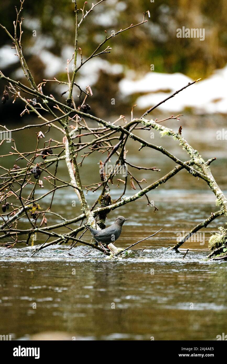 Side view of an American Dipper bird standing on a branch in a river Stock Photo