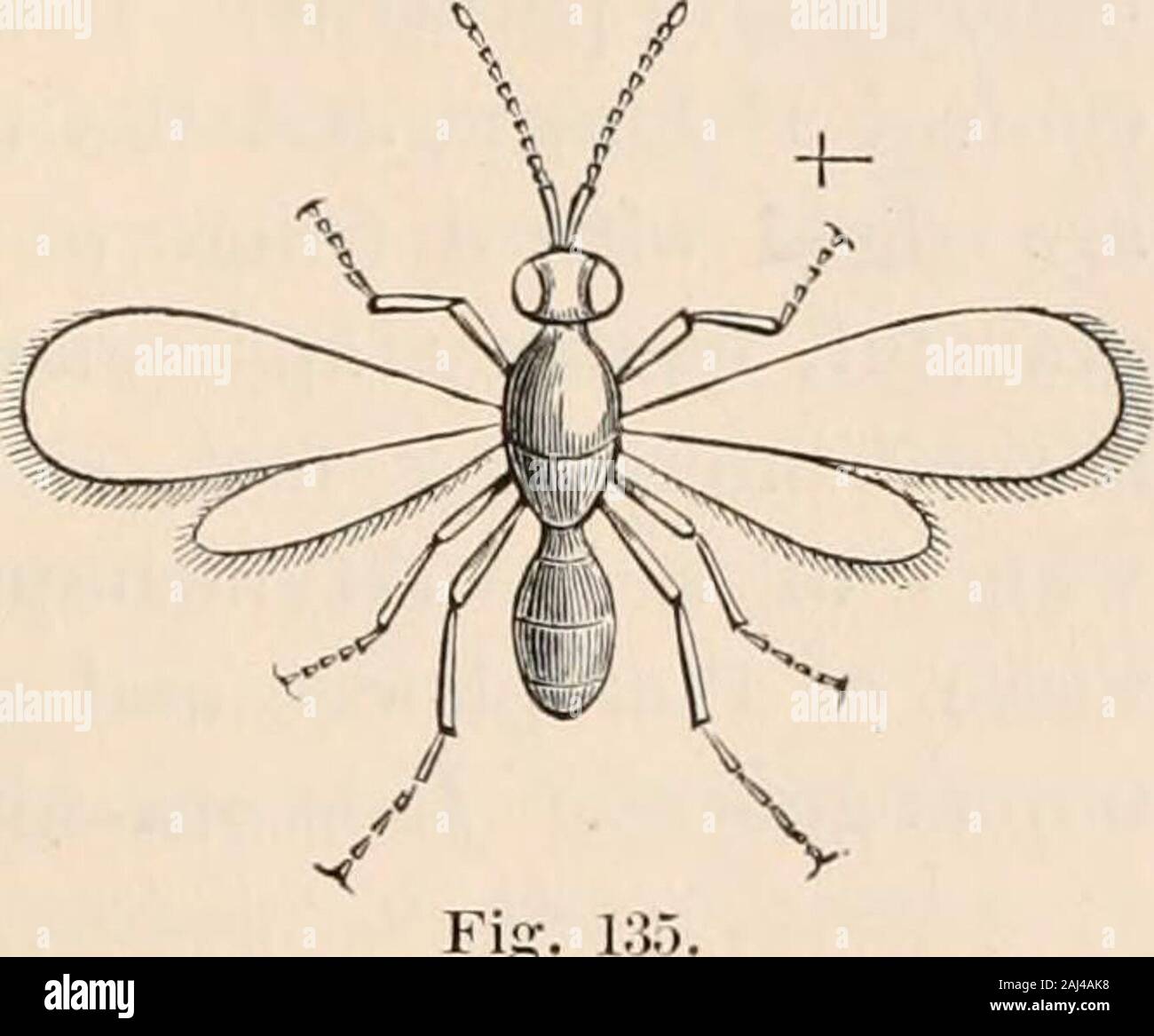 Guide to the study of insects, and a treatise on those injurious and beneficial to crops: for the use of colleges, farm-schools, and agriculturists . thorax andhead. Dr. Fitch states that /. inserens is supposed by Kirby toinsert its eggs into those of the Wheat-midge. In the genusGalesus of Curtis, the mandibles are so enlarged and length-ened as to form a long beak, and Westwood farther states thatin some specimens the anterior wings have a notch at the ex-tremity. Says genus Coptera has similar wings. C. politaSay was discovered in Indiana. In the very minute species of Mymar and its allies Stock Photo
