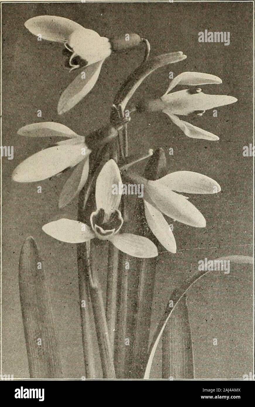 Currie's bulbs and plants : autumn 1913 . h—A lovely, large flowering variety, mixed, va-rious shades of blue, yellow, white, etc 25 1.50 IXIA. Its little, star-shaped flowers are unassuming, but very prettyand very interesting. They present almost every known color—three or four different hues appearing in almost every flower. Each Doz. 100 Mixed Varieties $ .02 .15 .75 Crateroides Major—Scarlet 03 .25 1.75 Lily of the Valley (Ready in November.) Its favorite spot in the garden is some cool, shady place, indeep, rich soil—not too heavy. The roots should be set about6 inches apart and about 2 Stock Photo