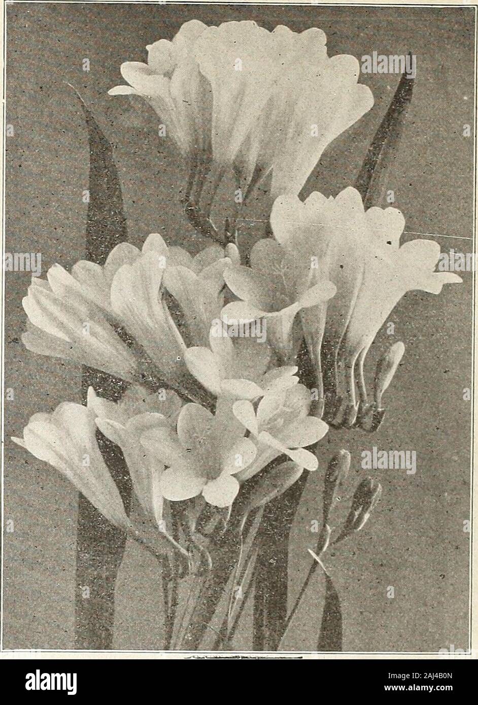Currie's bulbs and plants : autumn 1913 . LILT OF THE VALLEY. fkeesIa IRIS (Fleur de Lis). All the varieties are beautiful and very effective in the gardenor greenhouse. Use light, rich soil. Cover lightly to protect fromsevere frosts. Spanish (Hispanica)— Doz. 100 Belle Chinoise—Yellow, early $ .15 1.00 Cajanus—Golden yellow, tall -. 15 1.00 Chrysolora—Extra fine, yellow 15 1.00 British Queen—Pure white 15 1.00 Louise—Large, light blue 15 1.00 Spanish—Mixed, blue, yellow 10 .75 English—A lovely, large flowering variety, mixed, va-rious shades of blue, yellow, white, etc 25 1.50 IXIA. Its litt Stock Photo