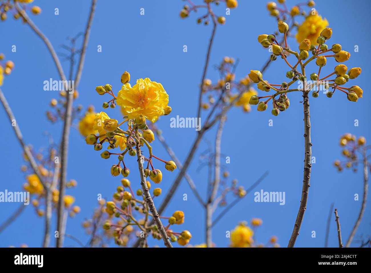 Yellow blossoms of Cochlospermum religiosum flowers bunch on the tree, butter cup Stock Photo