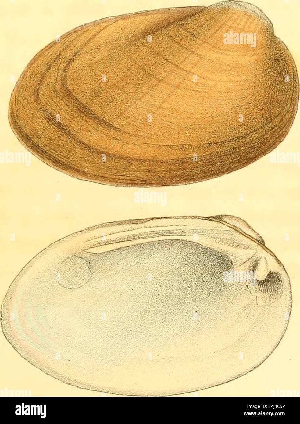 Unionidae Shell Monography of the family Unionidæ : or, Naiades of Lamarck (fresh water ...