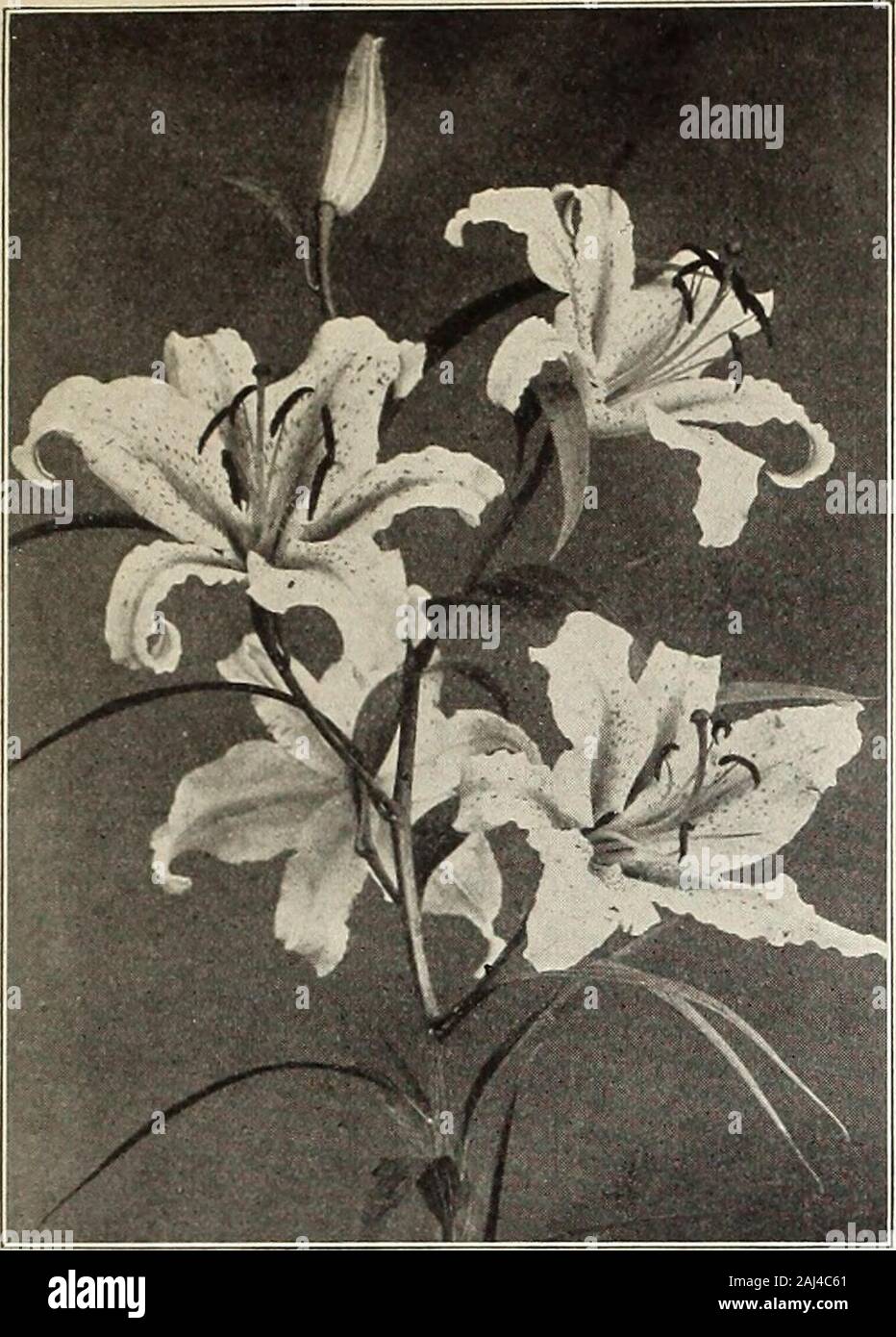 Currie's bulbs and plants : autumn 1913 . CROCUS. All bulbs on this page delivered to any Postoffice or Express Office in the United States at prices named, exceptwhere otherwise noted. CURRIE BROS. CO., AUTUMN CATALOGUE, 1913. LILIUM AURATUM. Lilies CANDIDUM, FORMOSUM AM) HARRISII ARE KEADY TO SHIP INAUGUST; THE OTHERS IN OCTOBER OR NOVEMBER. All of the species named, with the exception of Harrisii, are per-fectly hardy. L. Candidum should be planted in September or earlyin October, in deep, rich, sandy soil, covering the bulbs about 3 inches.The Japanese sorts should be planted in November, Stock Photo