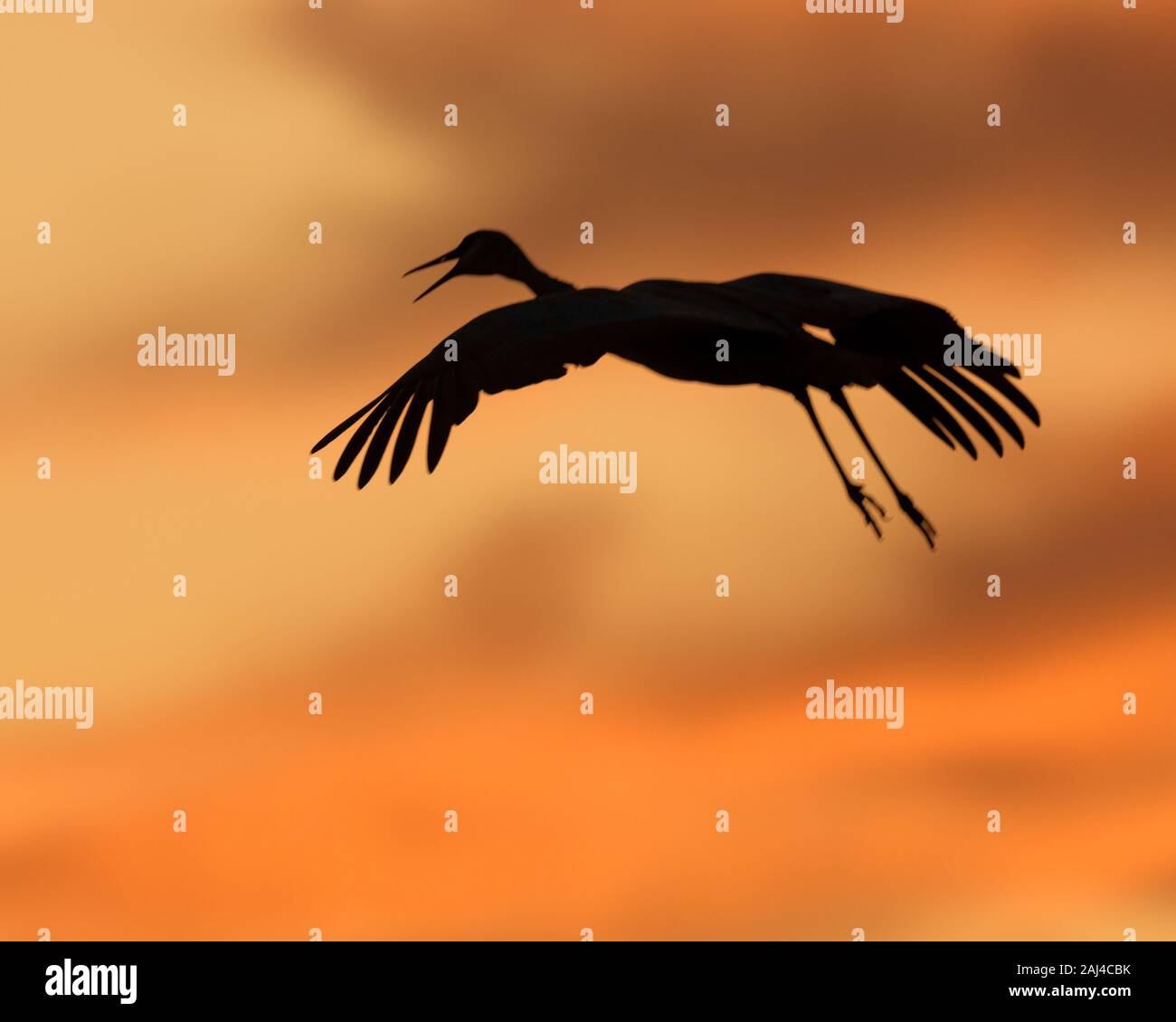 Sandhill crane in silhouette in flight at sunset at the Bosque del Apache National Wildlife Refuge in New Mexico Stock Photo