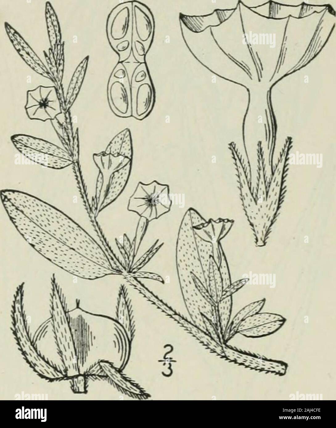 An illustrated flora of the northern United States, Canada and the British possessions : from Newfoundland to the parallel of the southern boundary of Virginia and from the Atlantic Ocean westward to the 102nd meridian . ril-Aug. Genus i. BORAGE FAMILY. 75 5, Heliotropium convolvulaceum (Nutt.) A. Gray Fig. 3506. Euploca convolvulacea Nutt. Trans. Am. Phil. Soc. (11.) 5: 189. 1833-37.H. convolvulaceum A. Gray, Mem. Am. Acad. 6: 403. 1857. Annual, strigose-canescent, usually much branched,6-15 high, the branches ascending. Leaves oblong,ovate, or lanceolate, entire, short-petioled, obtuse oracu Stock Photo