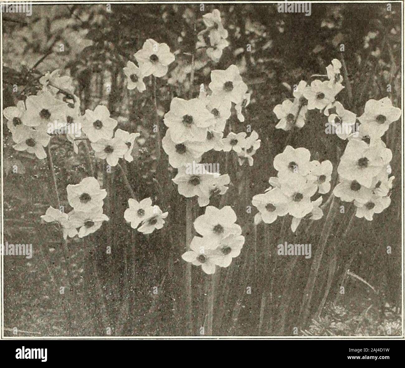 Currie's bulbs and plants : autumn 1913 . ch golden yellow,the finest of all double yellow Daffodils, used exten-sively for forcing as well as for bedding outdoors. Each Doz Extra selected large bulbs $ .04 .35 Mammoth double nosed bulbs that produce two or more flowers 05 .40 100 1000 2.50 10.00 3.00 25.00 Albus Plenus Odoratus—Pure white,sweet scented, resembles a Gar-denia 03 Incomparable (Butter and Eggs) — Sulphur yellow, sweet scented. .04Orange Phoenix—White and orange .04Fine Mixed Double Sorts 03 20 1.50 .35 2.00 12.(10.35 2.00 12.00.30 1.75 12.00 Polyanthus Narcissus The Polyanthus v Stock Photo