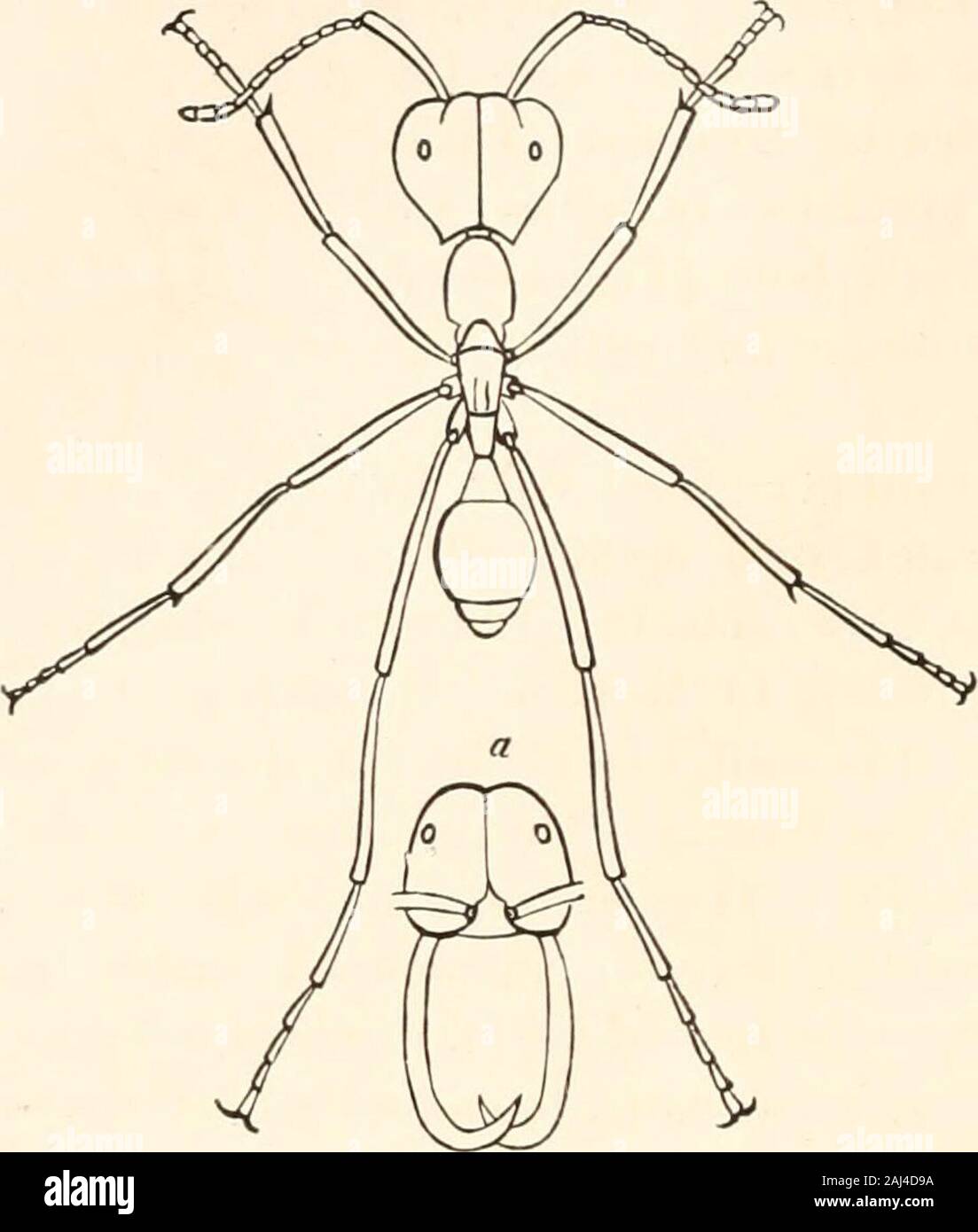 Guide to the study of insects, and a treatise on those injurious and beneficial to crops: for the use of colleges, farm-schools, and agriculturists . s allowed to grow onthe pavement except a grain-bearing grass, Aristida stricta.This grain, when ripe, is harvested, and the chaff removed,while the clean grain is carefully stored away in dry cells.Lincecum avers that the ants even sow this grain. They alsostore up the grain from several other species of grass, aswell as seeds from many kinds of herbaceous plants. PhehMe is distinguished by having workers with enormousheads. P. notabilis Smith, Stock Photo