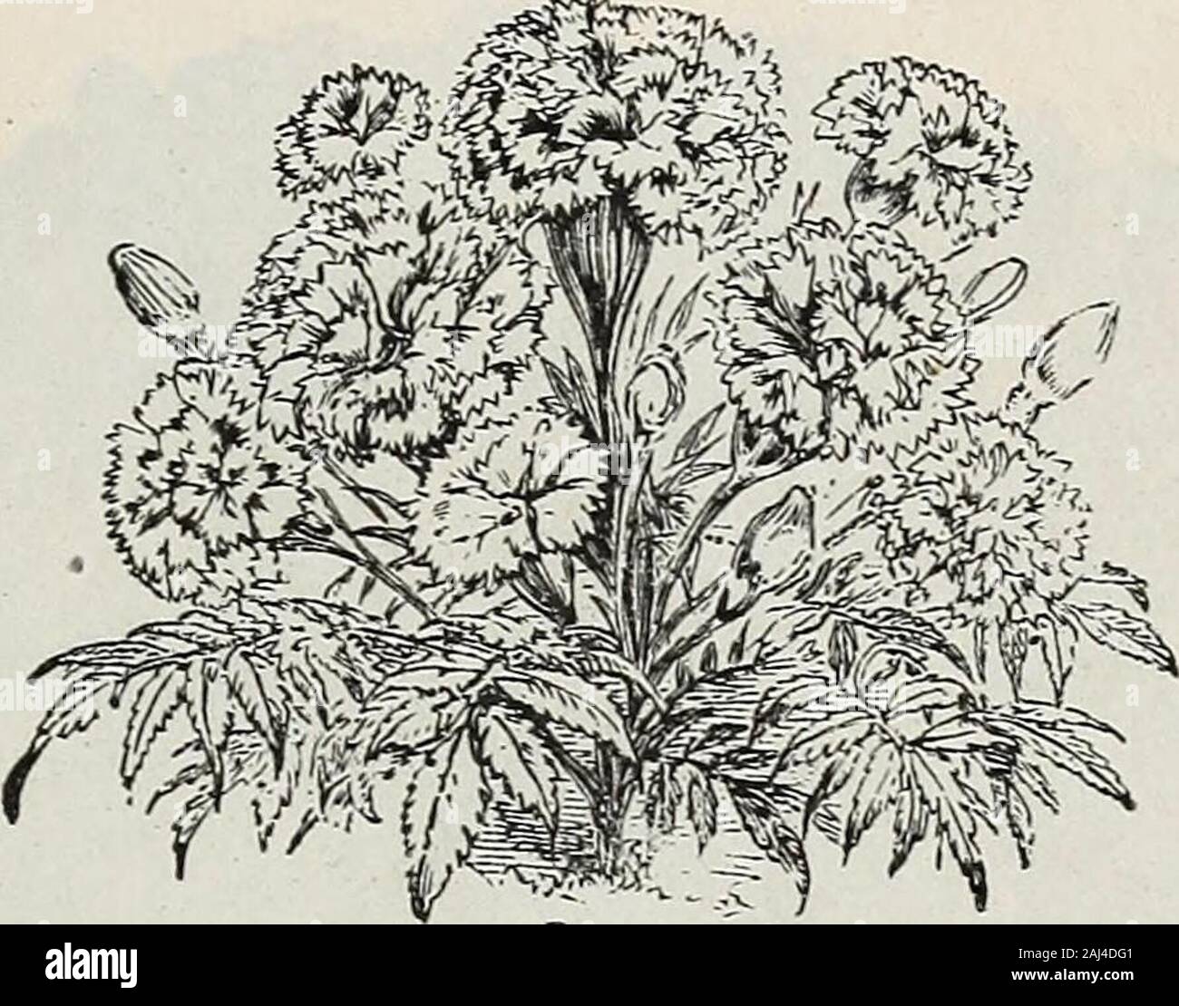 Miniature Foxglove High Resolution Stock Photography And Images Alamy