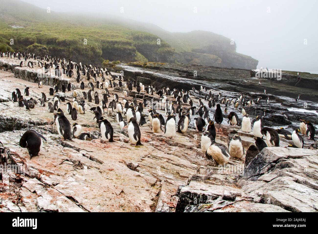 Macaroni Penguin Colony, South Georgia, Antarctica Stock Photo