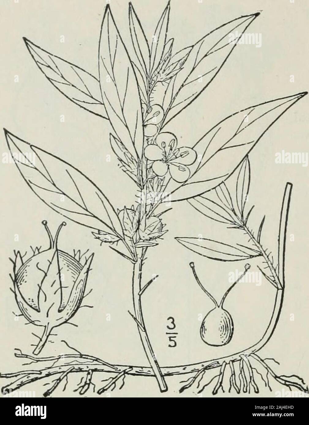 An illustrated flora of the northern United States, Canada and the British possessions : from Newfoundland to the parallel of the southern boundary of Virginia and from the Atlantic Ocean westward to the 102nd meridian . 72 HYDROPHYLLACEAE. Vol. III.. 2. Nama quadrivalvis (Walt.) Kuntze.Hairy Nama. Fig. 3500. Hydrolea quadrivalvis Walt. Fl. Car. no. 1788.H. caroliniana Michx. Fl. Bor. Am. i : 177. 1803.A, quadrivalvis Kuntze, Rev. Gen. PI. 435. 1891. Similar to the preceding species, but pubes-cent, at least above, and on the calyx, withspreading hairs, usually bearing slender spinesin the axi Stock Photo