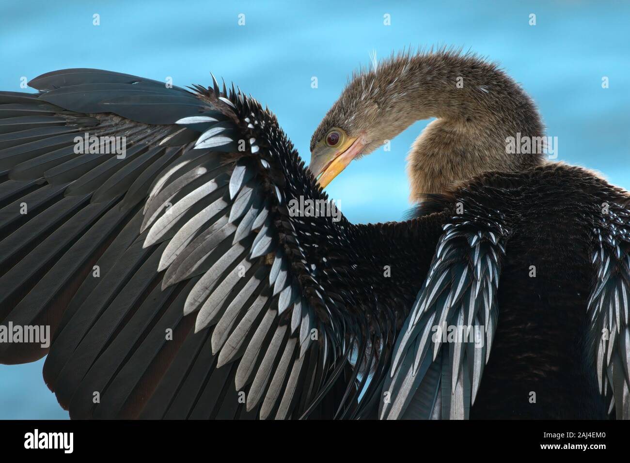 Anhinga Closeup At Water's Edge Stock Photo