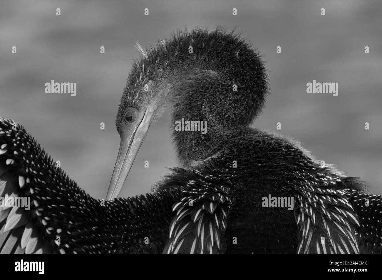 Black and White Anhinga Closeup At Water's Edge Stock Photo