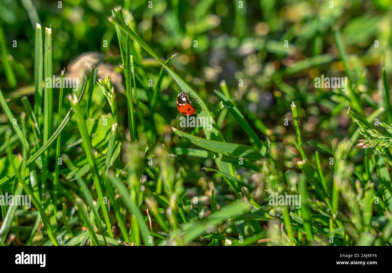 on the grass on the lawn crawling ladybug. Stock Photo