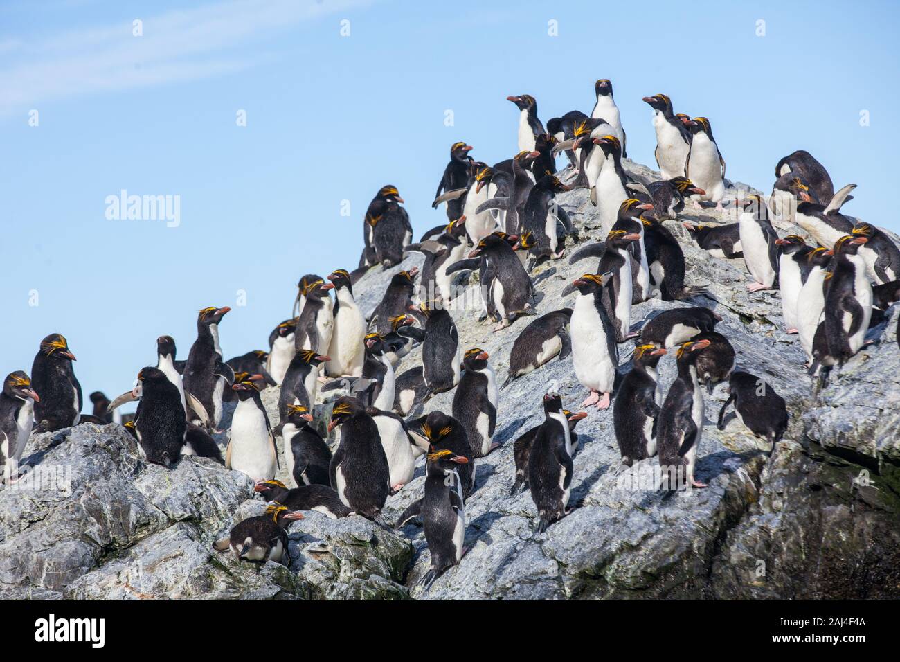 Macaroni Penguin Colony, South Georgia, Antarctica Stock Photo