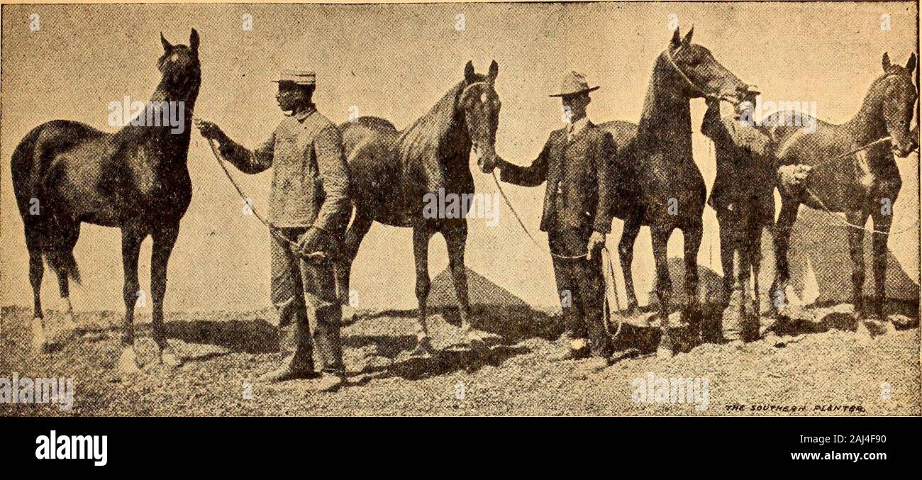 Plymouth barred rocks hires stock photography and images Alamy