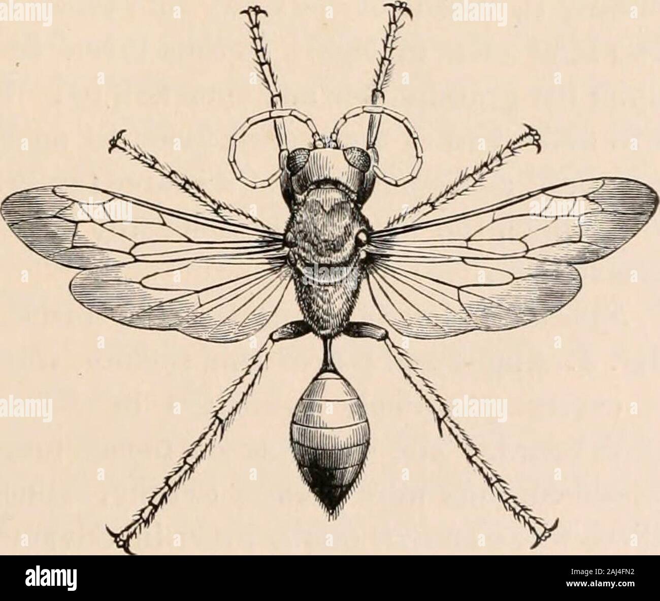 Guide to the study of insects, and a treatise on those injurious and ...