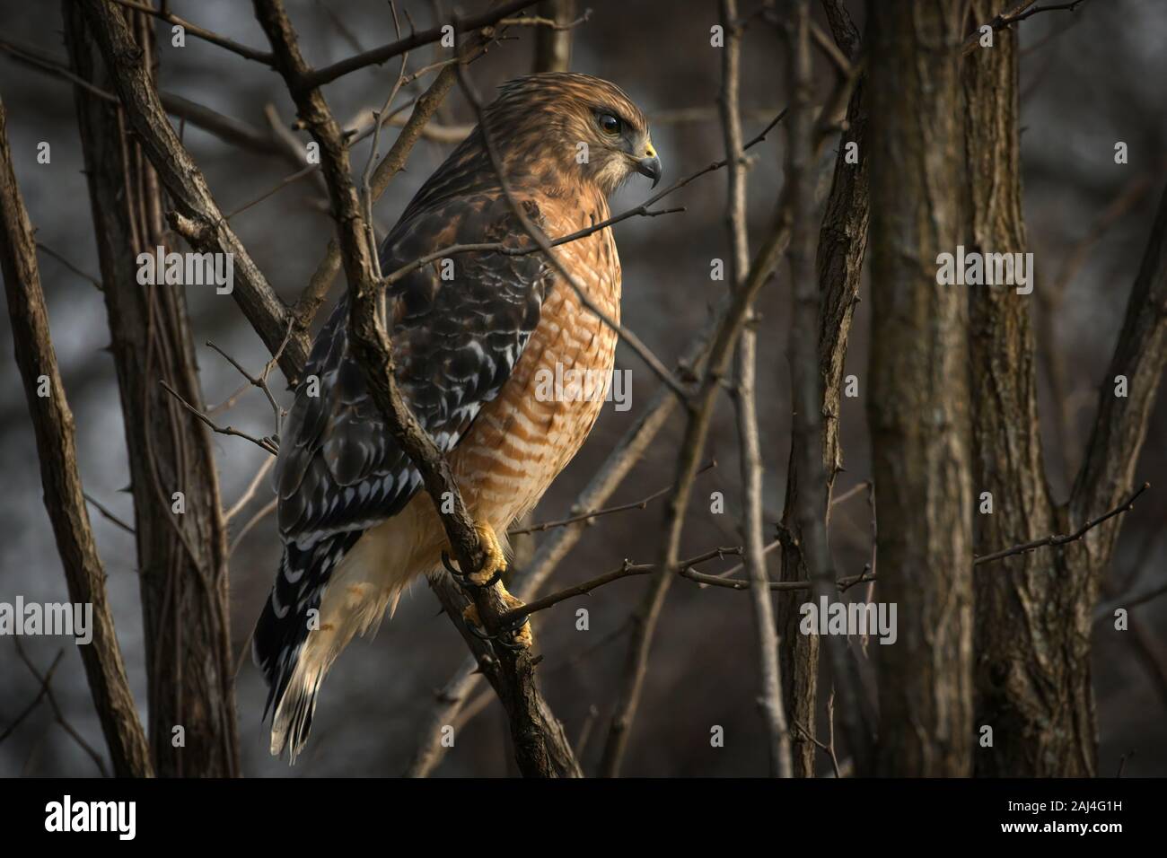 Red-Shouldered Hawk Perched In Trees Stock Photo