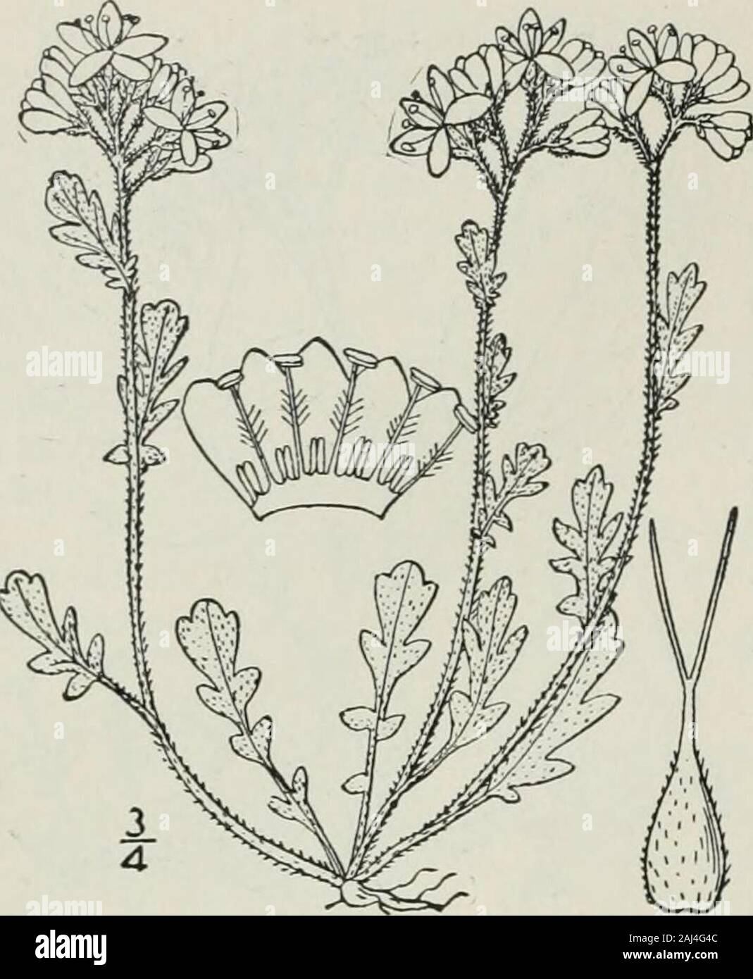 An illustrated flora of the northern United States, Canada and the British possessions : from Newfoundland to the parallel of the southern boundary of Virginia and from the Atlantic Ocean westward to the 102nd meridian . 70 HYDROPHYLLACEAE. Vol. III.. 6. Phacelia hirsuta Nutt. Hairy Phacelia.Fig- 3495- Phacelia hirsuta Nutt. Trans. Am. Phil. Soc. (II.) 5: 191. 1834-37.Phacelia parviflora var. hirsuta A, Gray, Proc. Am. Acad. 10 : 321. 1875. Similar to the preceding species but usuallystouter and larger, hirsute-pubescent. Leavespetioled, pinnatifid or deeply pinnately dividedinto 5-9 oblong ob Stock Photo